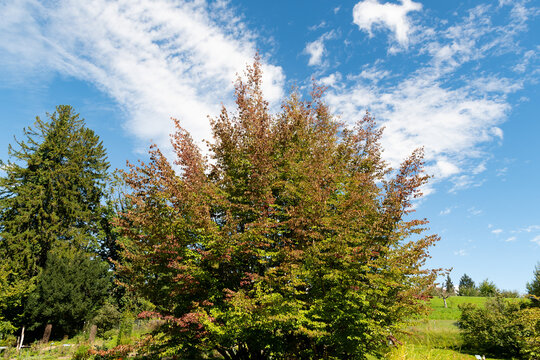 Persian ironwood or Parrotia Persica plant in Zurich in Switzerland 15.9.2025