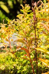 Obraz premium Scarlet monkey flower or Erythranthe Cardinalis plant in Zurich in Switzerland 15.9.2025