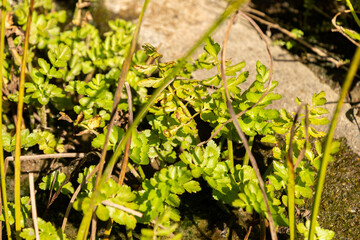 Water parsley or Oenanthe Sarmentosa plant in Zurich in Switzerland 15.9.2025