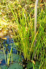 Obraz premium European bur reed or Sparganium Emersum plant in Zurich in Switzerland 15.9.2025