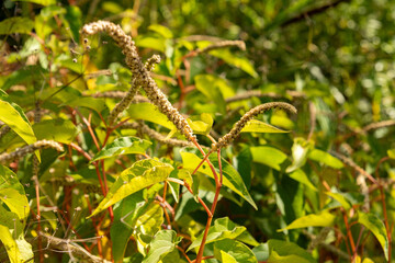 Swamp root or Saururus Cernuus plant in Zurich in Switzerland 15.9.2025