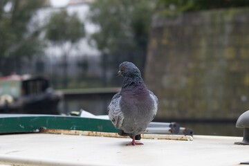 Pigeon standing on one leg.