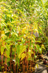 Swamp root or Saururus Cernuus plant in Zurich in Switzerland 15.9.2025