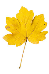 Isolated Single Bright Yellow Maple Leaf PNG Five Lobes | Cutout Graphic Element | Bergahorn