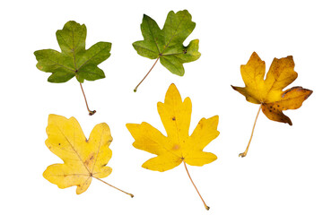 Set of Five Isolated Green and Yellow Maple Leaves (Acer pseudoplatanus) | PNG with Various Shapes | Cutout for Transitional Autumn/Fall Graphic Design Projects