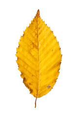 Isolated Single Yellow Deciduous Leaf PNG | Hornbeam Leaf (Carpinus betulus) | Cutout Graphic Element