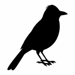 Fototapeta premium A detailed silhouette of a bird standing on its feet confidently
