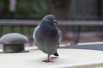 Close up of a pigeon in the city.