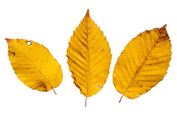Set of Three Isolated Yellow Hornbeam Leaves |  Deciduous Leaves PNG (Carpinus betulus) | Cutout Graphic Element Fall Autumn