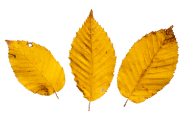 Set of Three Isolated Yellow Hornbeam Leaves |  Deciduous Leaves PNG (Carpinus betulus) | Cutout Graphic Element Fall Autumn