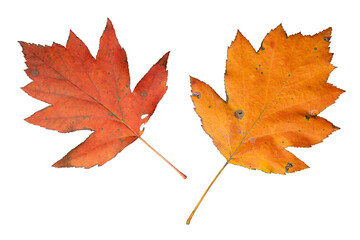 Vibrant Orange Leaves of Checker Tree (Sorbus torminalis) | Graphic Element for Fall Season | Elsbeere