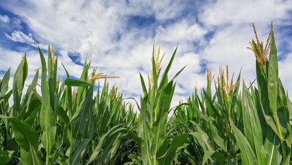 Fototapeta premium Rows of healthy green corn crops within an agricultural field. Plants are lush and green, set against a cloudy blue Summer sky. Captured in early July in the Midwest, USA.
