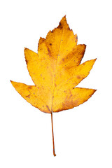 Single Vibrant Yellow Leaf of Checker Tree (Sorbus torminalis) | Graphic Element for Fall Season | Elsbeere