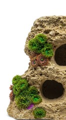 Textured sandstone aquarium decor piece featuring vivid green algae growth and colorful thriving sea anemones, isolated white background ,centerpiece ,vivid ,anemone