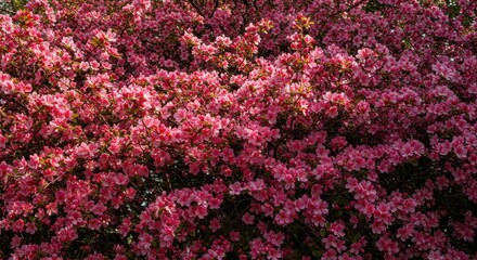 Vibrant pink and white blossoms densely cover a healthy garden shrub bathed in warm daylight, representing spring growth and natural beauty ,ornamental ,sunlight ,detailed