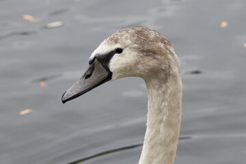 Close up of a swan on the water.