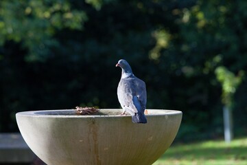 Wood Pigeon in a church yard.