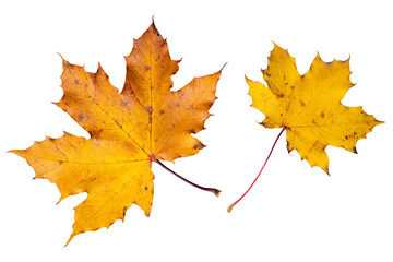 Yellow Maple Leaves Isolated PNG | Vibrant Orange and Yellow Maple Leaves