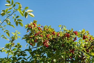 Dog rose or Rosa Canina plant in Zurich in Switzerland 15.9.2025