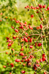 Obraz premium Dog rose or Rosa Canina plant in Zurich in Switzerland 15.9.2025