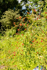 Dog rose or Rosa Canina plant in Zurich in Switzerland 15.9.2025