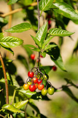 Bittersweet or Solanum Dulcamara plant in Zurich in Switzerland 15.9.2025