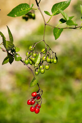Bittersweet or Solanum Dulcamara plant in Zurich in Switzerland 15.9.2025