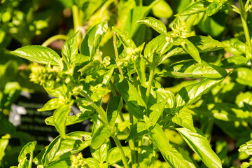 Obraz premium Basil or Ocimum Basilicum Genovese plant in Zurich in Switzerland 15.9.2025