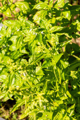 Basil or Ocimum Basilicum Genovese plant in Zurich in Switzerland 15.9.2025