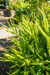 Myoga or Zingiber Mioga plant in Zurich in Switzerland 15.9.2025