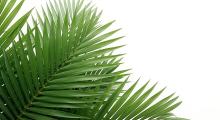 Obraz premium Illustration of palm fronds isolated on white background create a tropical, natural border