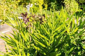Myoga or Zingiber Mioga plant in Zurich in Switzerland 15.9.2025