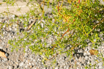 Okahijiki or Salsola Komarovii plant in Zurich in Switzerland 15.9.2025