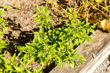 Chili pepper or Capsicum Chinense Limon plant in Zurich in Switzerland 15.9.2025