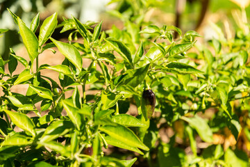 Chili pepper or Capsicum Chinense Limon plant in Zurich in Switzerland 15.9.2025