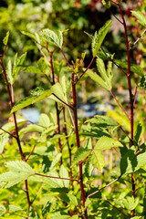 Roselle or Hibiscus Sabdariffa plant in Zurich in Switzerland 15.9.2025