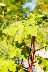 Okra or Hibiscus Esculentus plant in Zurich in Switzerland 15.9.2025