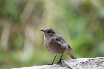Rougequeue noir juvénile ou femelle, posé sur une surface en bois. L'oiseau présente un plumage gris-brun uniforme et sa queue rousse est visible à l'arrière-plan flou