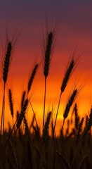 Fototapeta premium Golden grain stalks backlit by a brilliant, fiery orange and crimson sunset, symbolizing harvest and abundance ,dramatic ,vivid ,growth