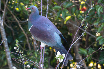 Kererū Perched in Tree