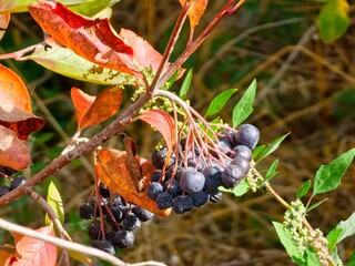 Aronia and black rowan berries. Harvest period in the autumn garden. Selective focus. Blurred background.