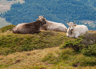 cows in the beautiful nature of Aletsch arena in Switzerland