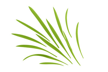 Obraz premium Fresh green grass blades growing, spring nature element, isolated vector illustration with transparent background