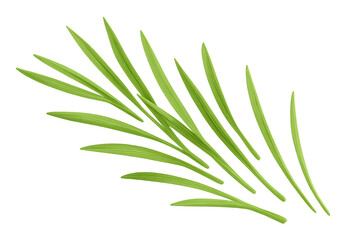 Fototapeta premium Fresh green grass blades floating, representing growth, freshness, and organic nature on a transparent background