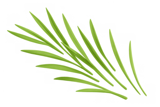 Fresh green grass blades floating, representing growth, freshness, and organic nature on a transparent background