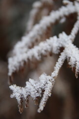 frozen pine branch