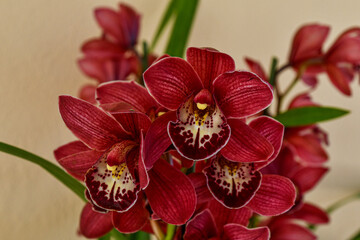 Close-up of a red Cymbidium orchid, also know as boat orchid, belonging to the Orchidaceae family, and prized for its durable, waxy flowers