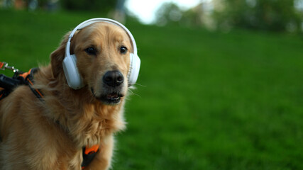 Golden retriever dog wearing headphones listening music