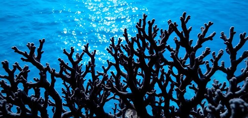 Intricate black coral branches, dark against a vibrant blue ocean background,  invertebrate,  invertebrates