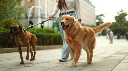Woman walking two dogs on leash in city © luisrojasstock
